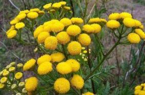 Inimigo de Tansy
