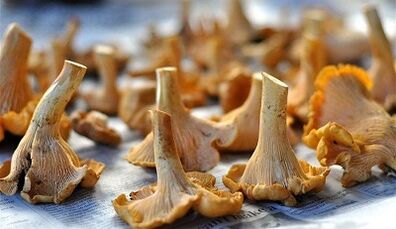 cogumelos de chanterelles para remover parasitas do corpo