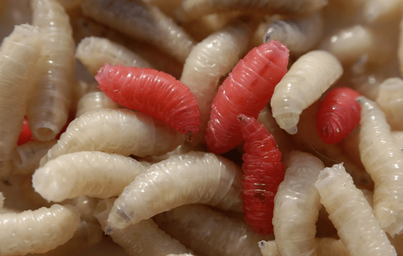 Tipos de parasitas