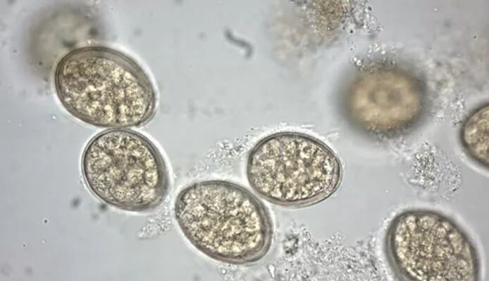 parasitas sob um microscópio