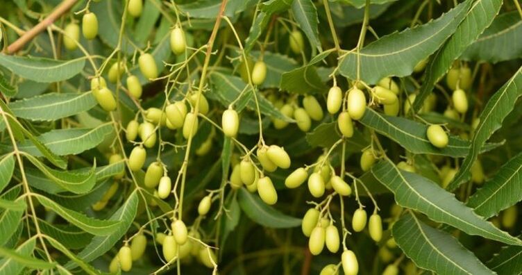 Neem - remove parasitas do corpo