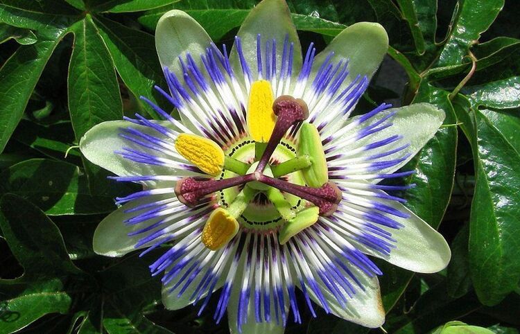 flor de maracujá ajuda a combater parasitas