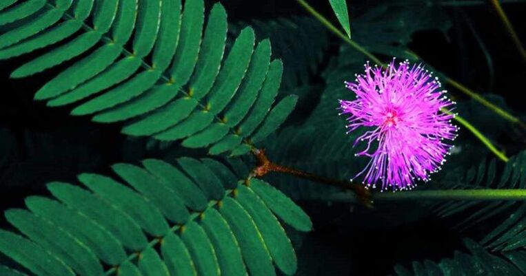 sementes de mimosa Pudica ajudam a remover parasitas do corpo