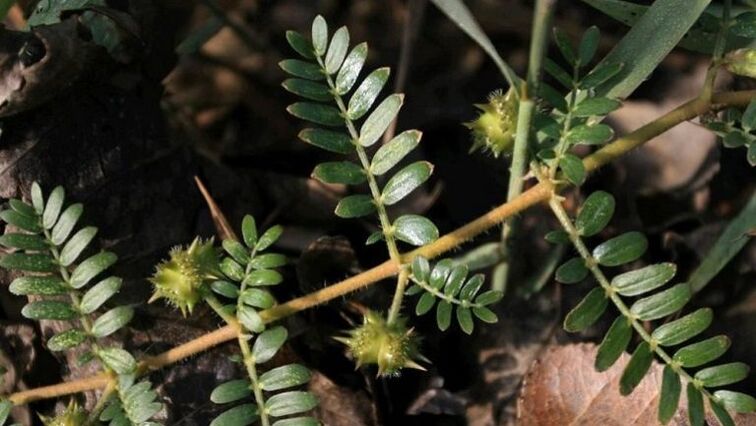 tribulus ajuda a remover parasitas de forma eficaz do corpo