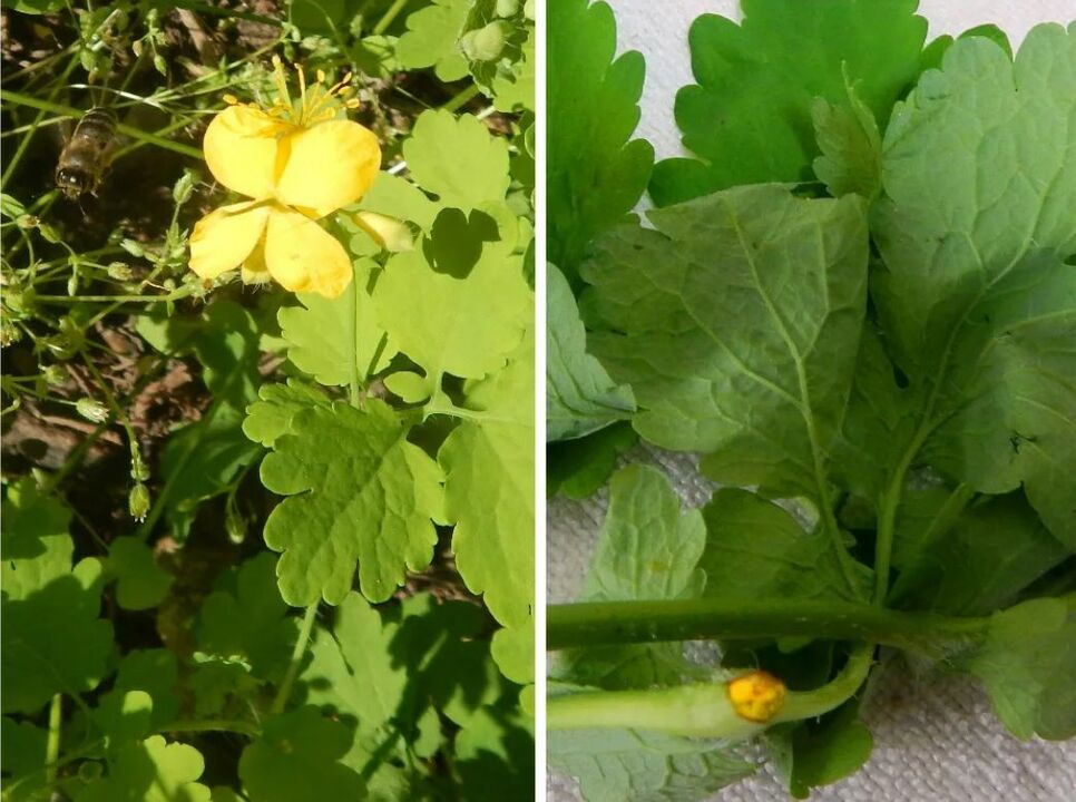 celandine contra parasitas