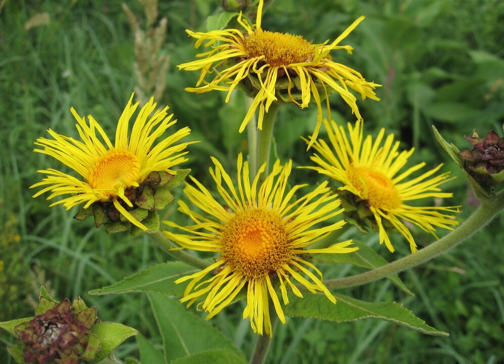 elecampane contra parasitas