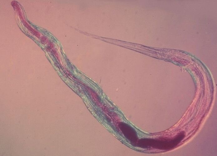 Pinworm sob um microscópio